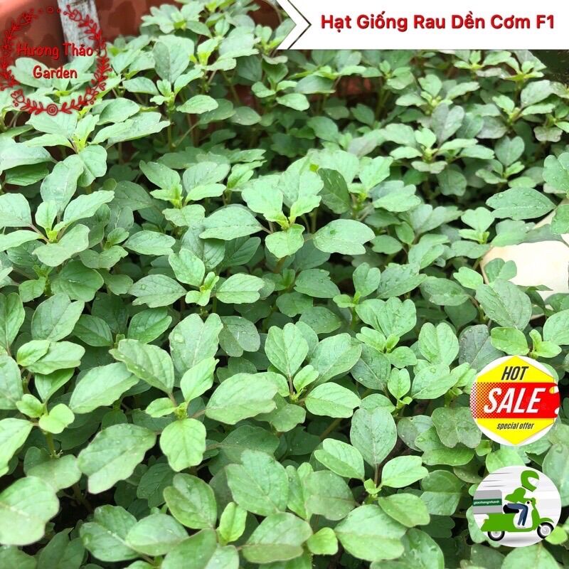 Hạt giống rau dền cơm f1