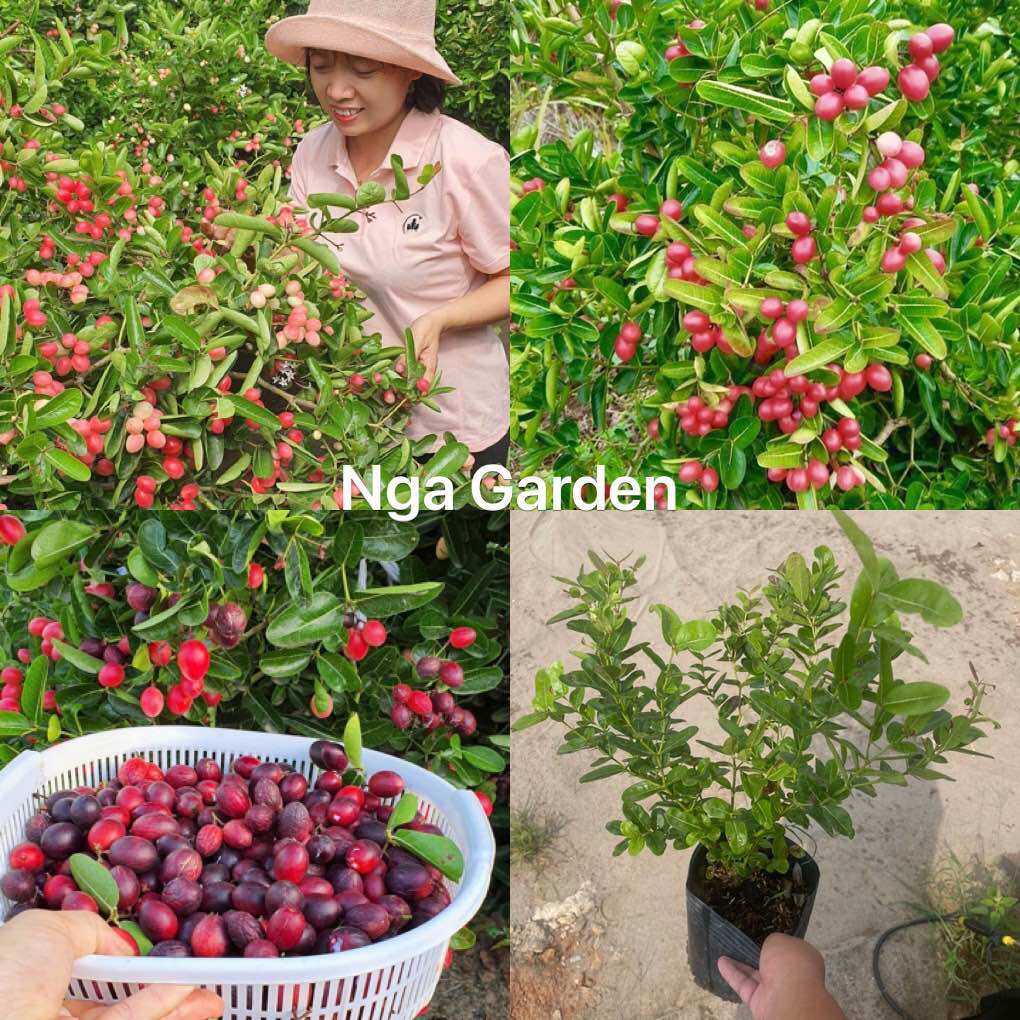 Cây siro si-rô Quả thường được sử dụng để ngâm với đường làm mật siro, dùng để giải khát hoặc làm màu, gia vị trong chế biến thực phẩm