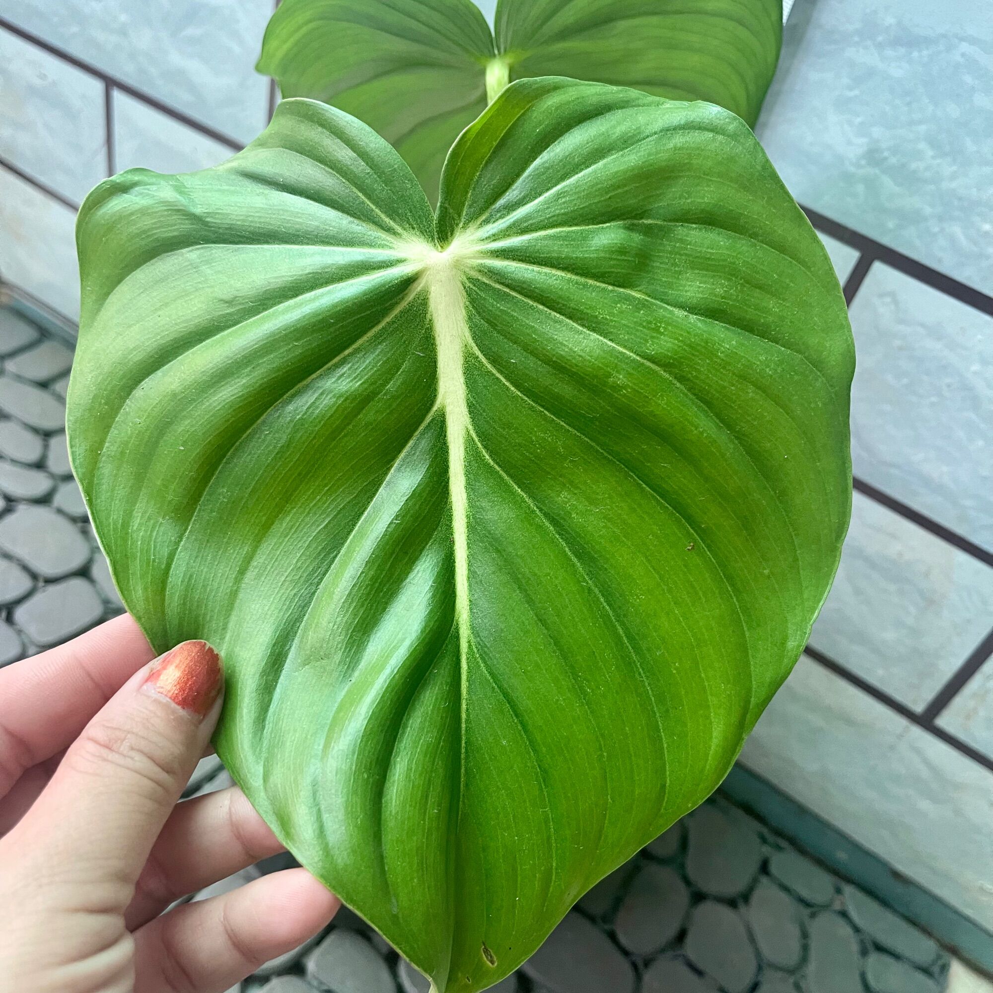 Philodendron McDowell cây trầu bà Nam Mỹ