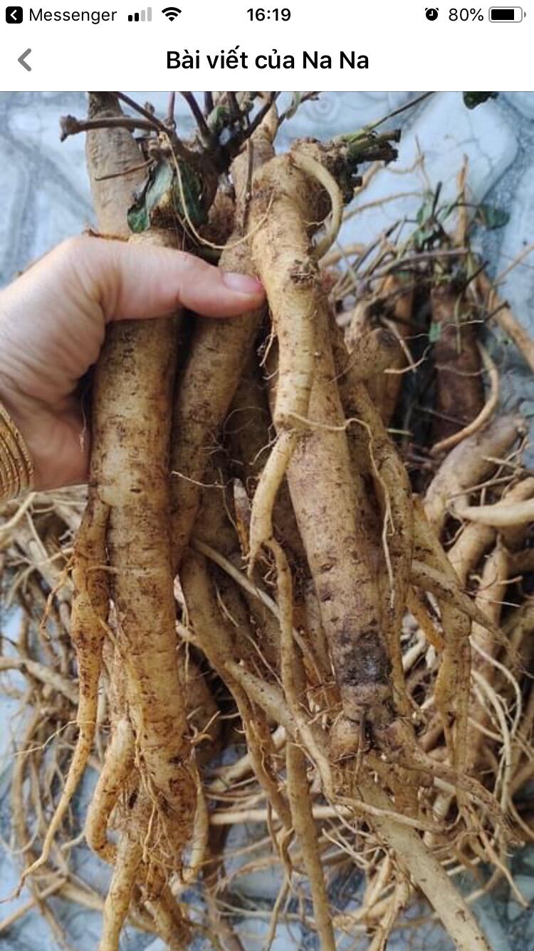 Đẳng sâm - loại trung [100g], Sâm dây Ngọc Linh, Sâm rừng Thuần Việt