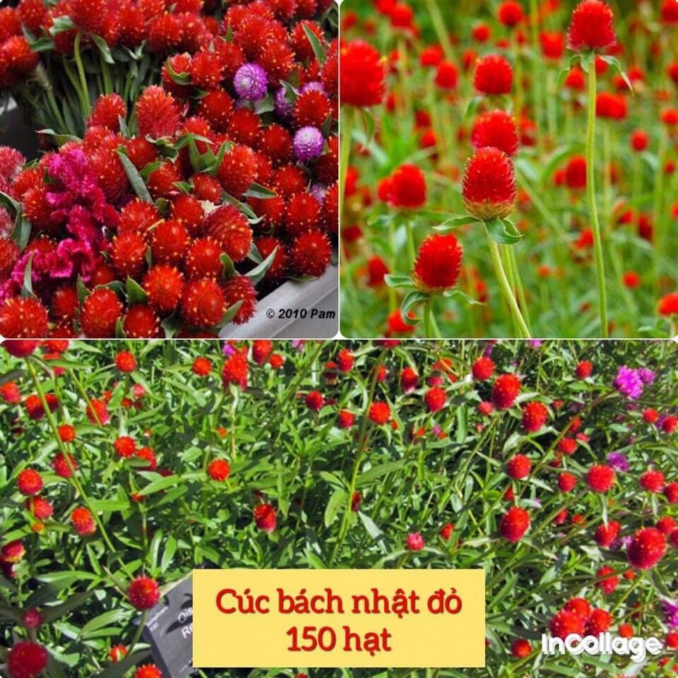 Hạt hoa cúc bách Nhật đỏ