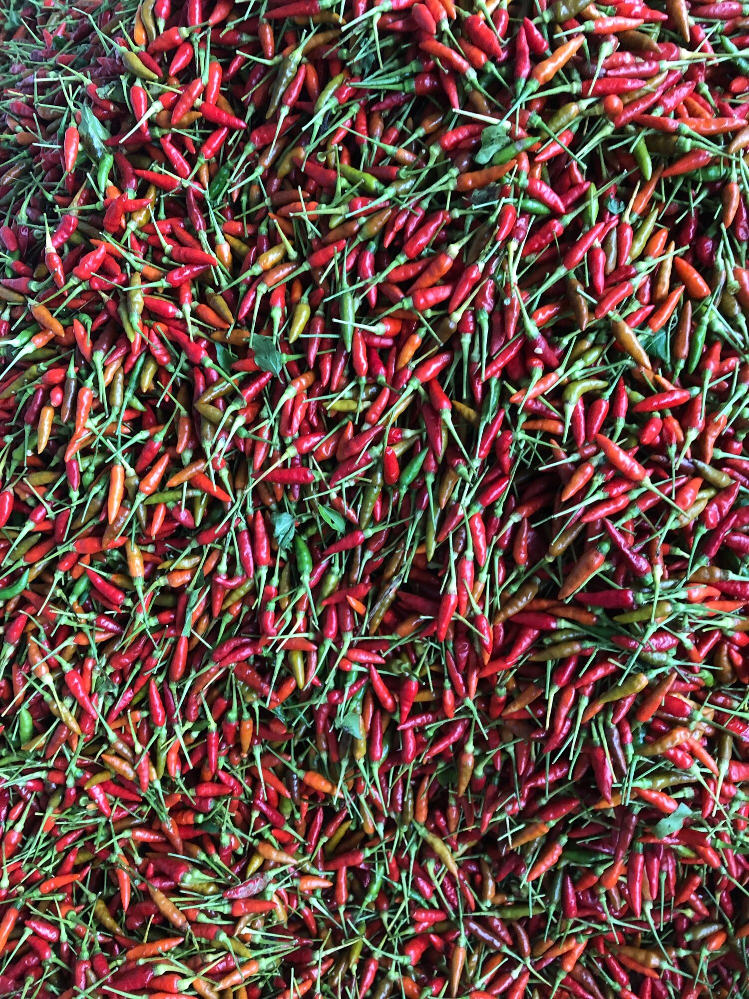 Ớt thóc Sìn Hồ Lai Châu (120k/kg)