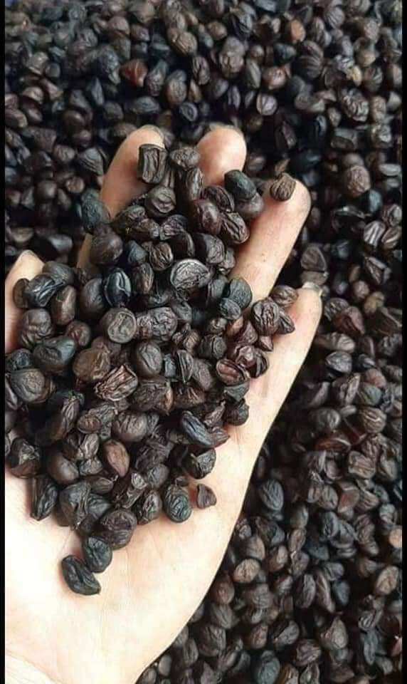 HẠT DỔI GIÁ SỈ
