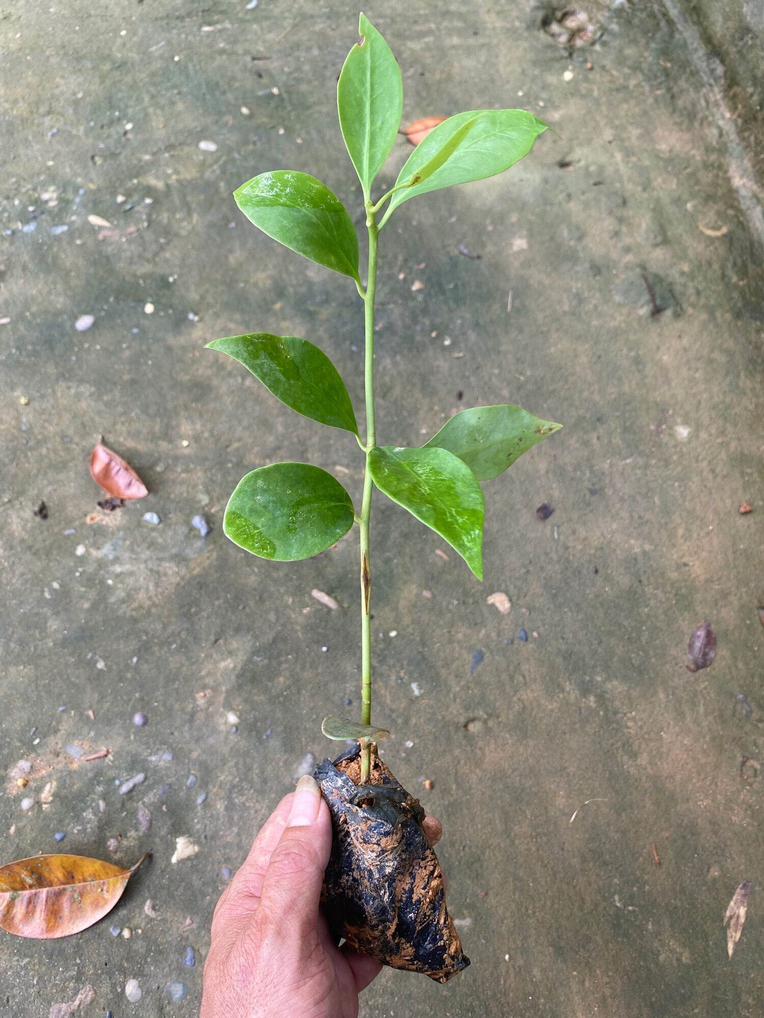 Cây hoa Cẩm Tú (cây giống)