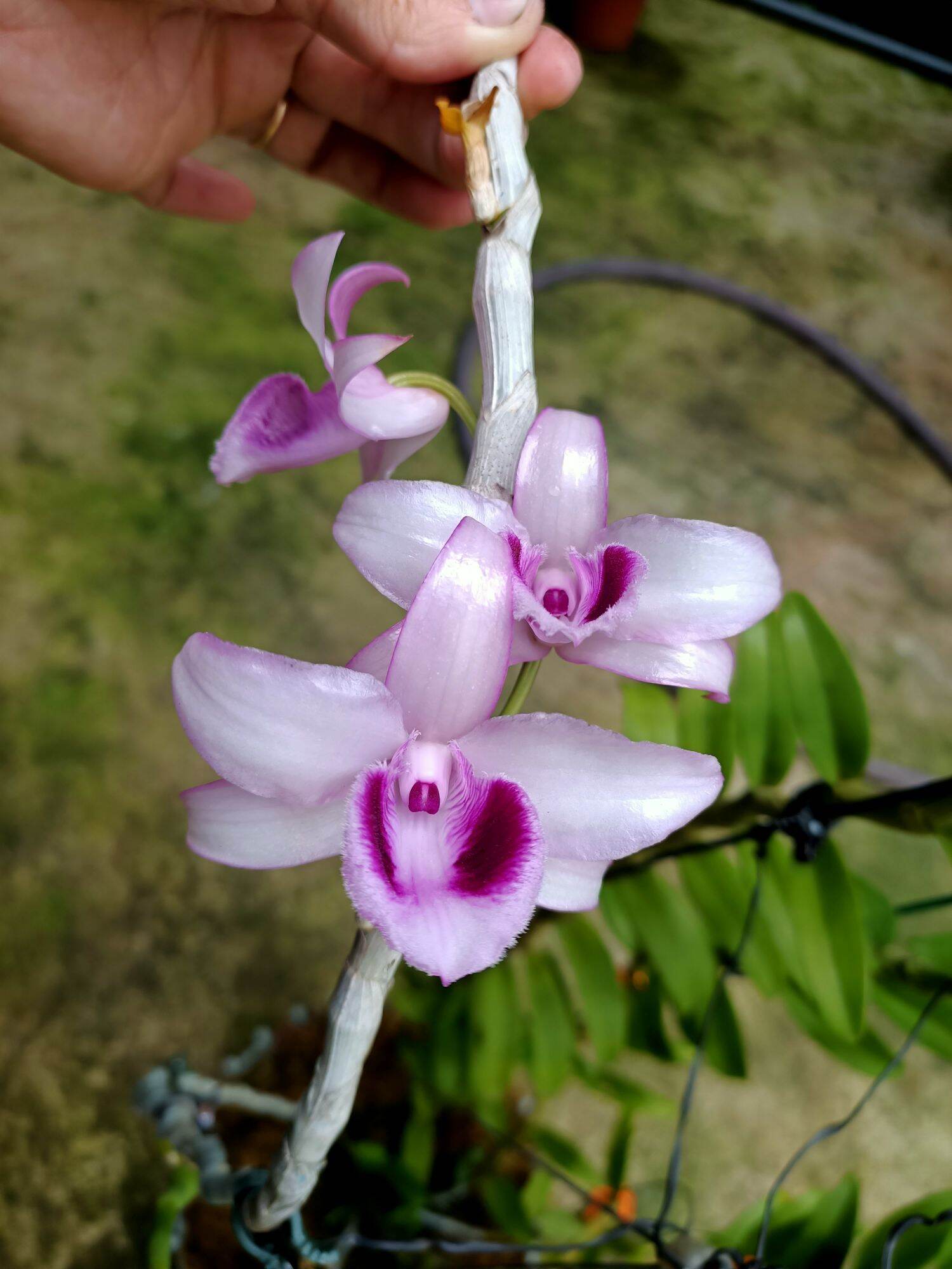 Cây giống hoa lan Cửu Long Cao Phong ( hàng nhân kie 15-25cm)