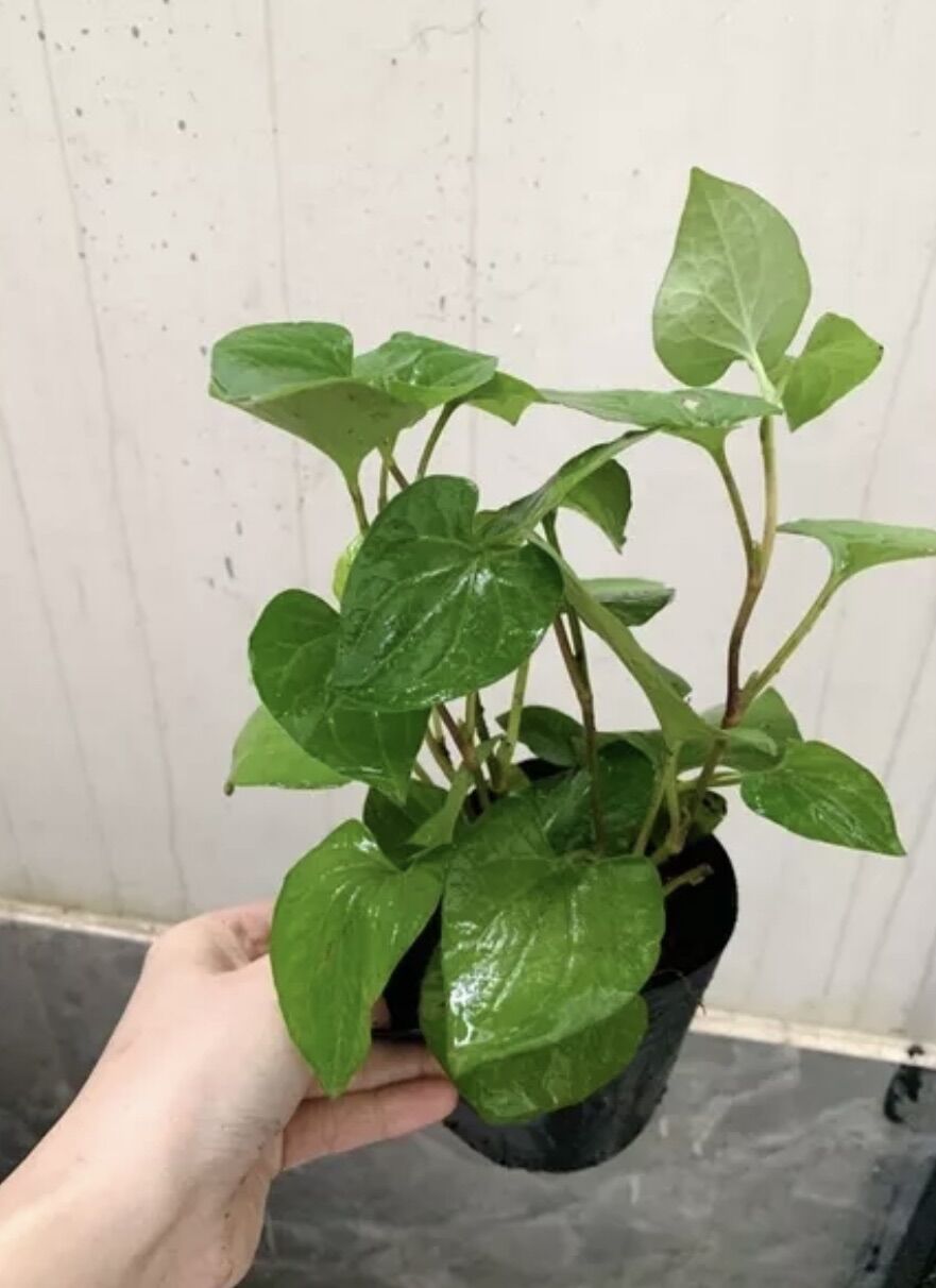 Chậu rau diếp cá