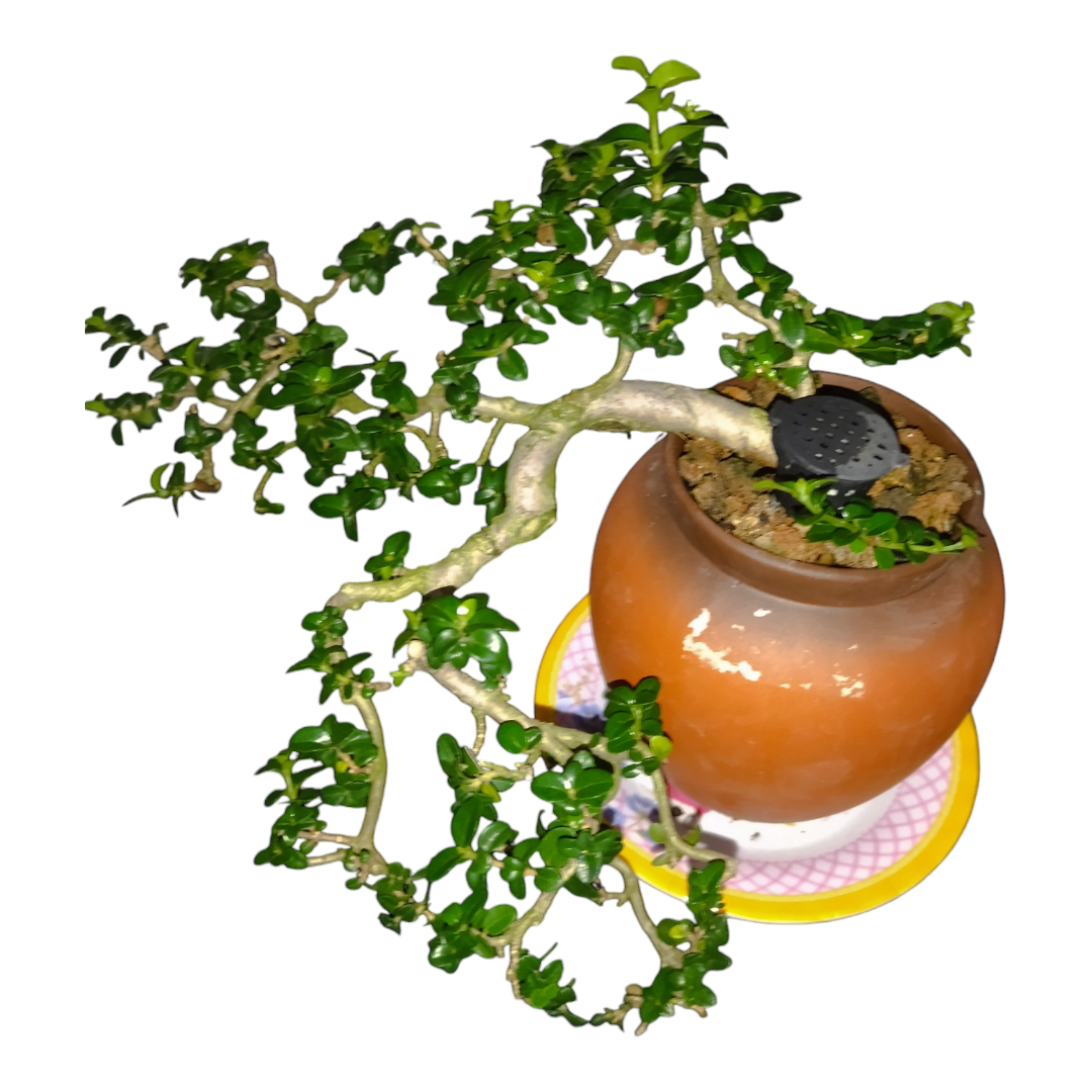 Cây Sam Hương mini  cây cảnh bonsai Sam Hương dáng đổ