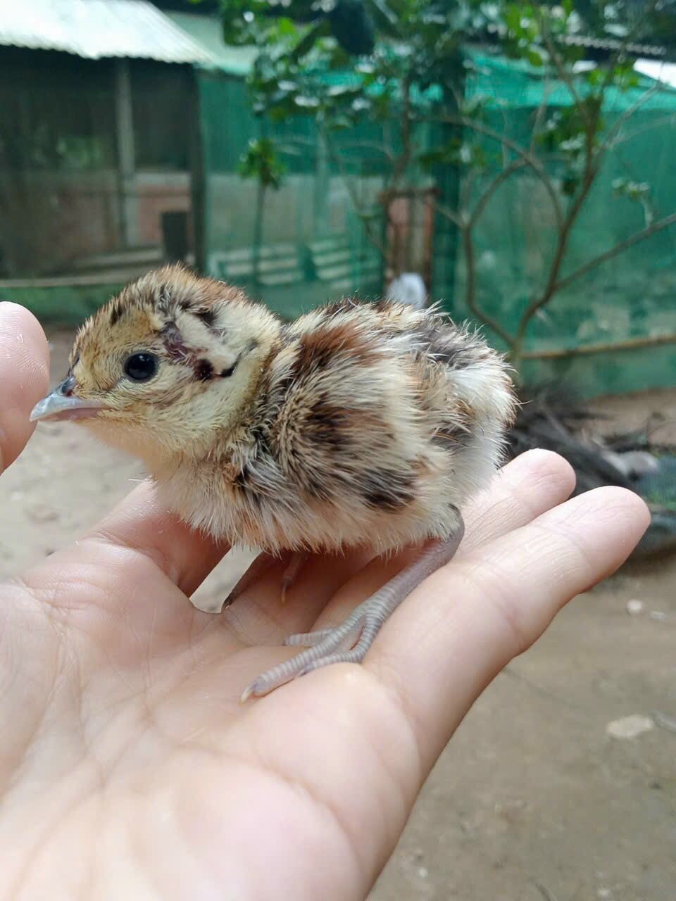 10 trứng chim trĩ về ăn
