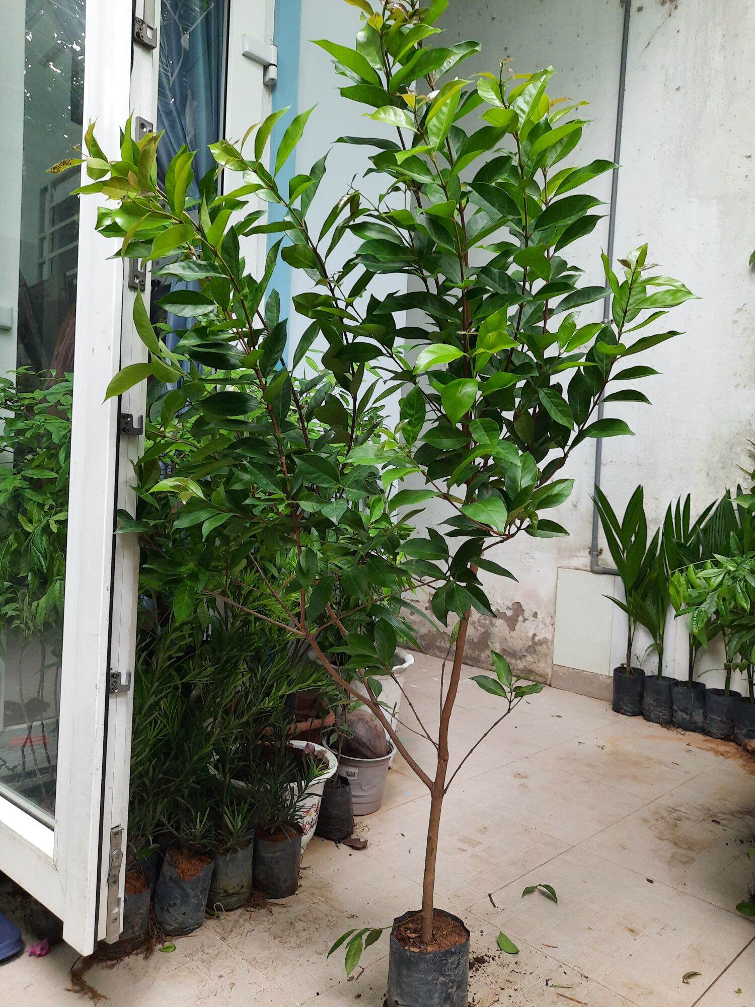 Boat Cassava Tree, Height 1m