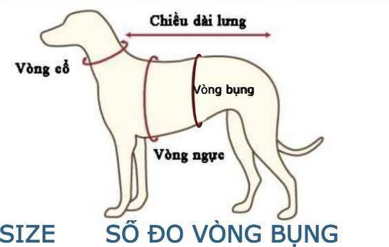 TÃ VẢI TIỂU YÊU QUẤN BỤNG CHO CHÓ ĐỰC