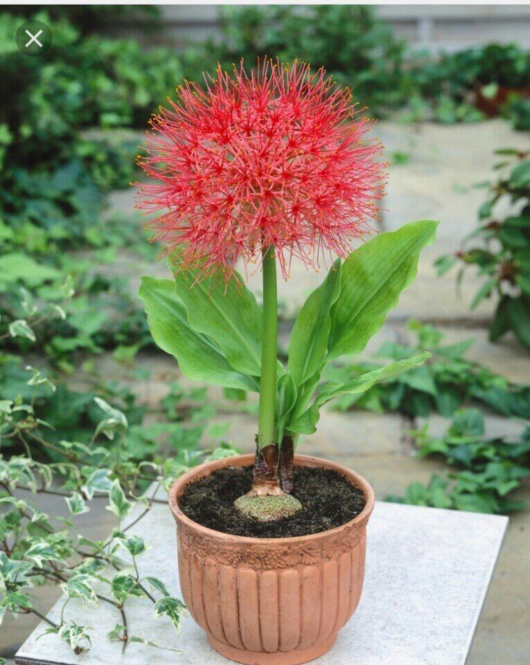 Củ hoa Hồng Tú cầu