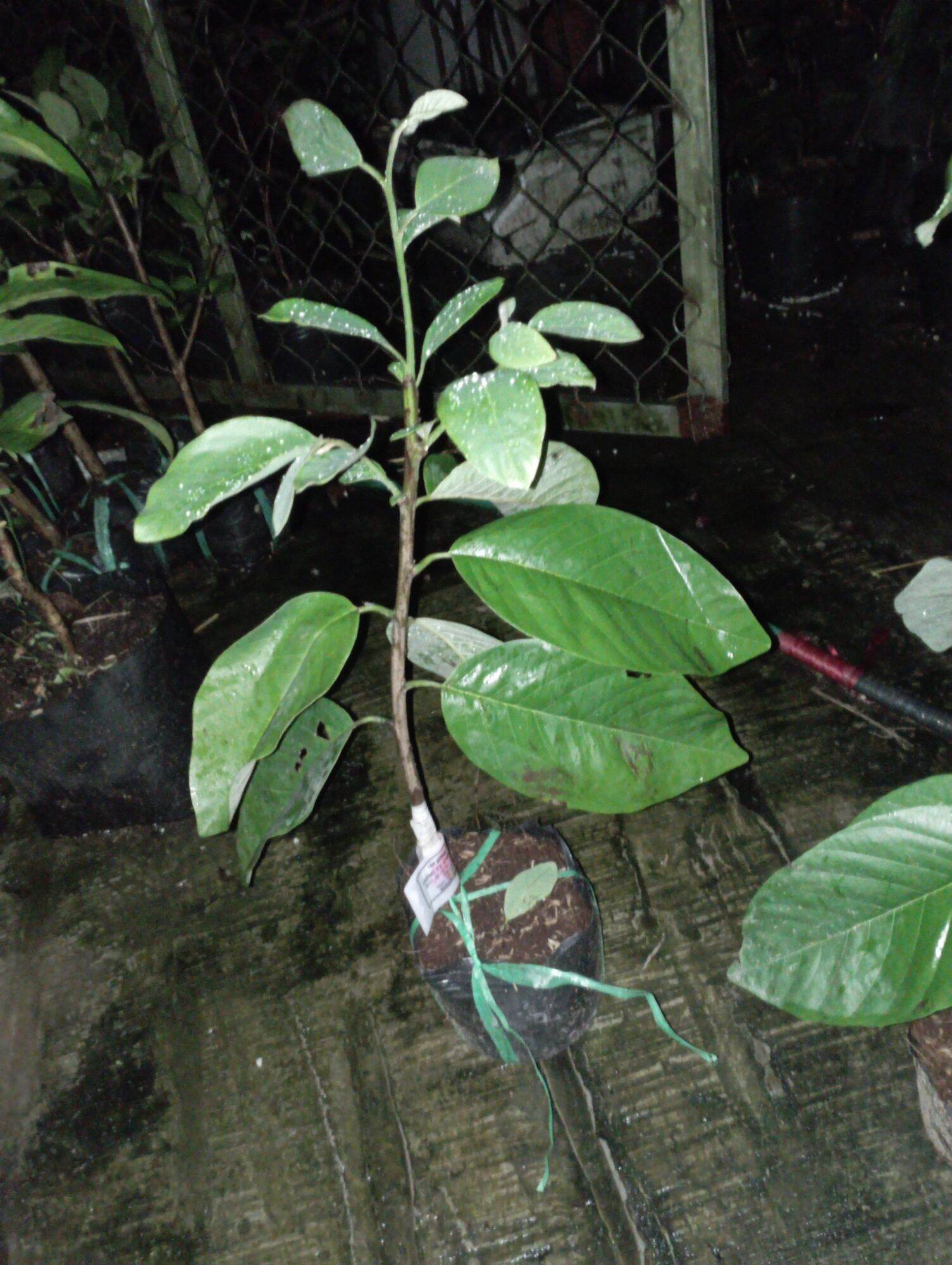 cây Na sầu riêng