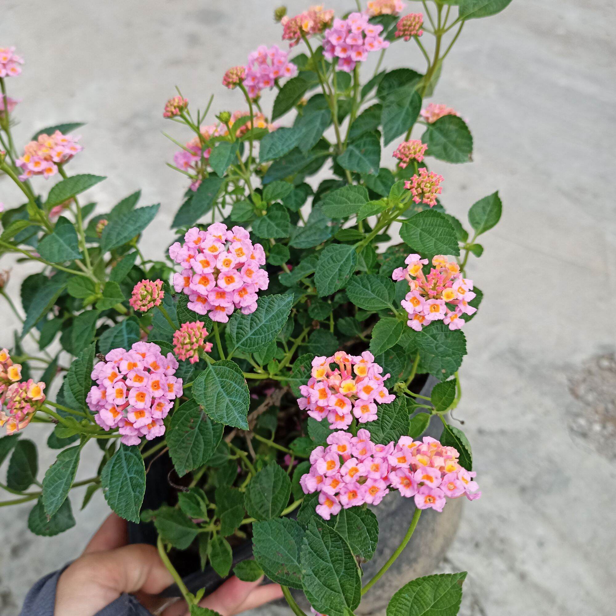Chậu cây trâm ổi hồng rũ giống mới