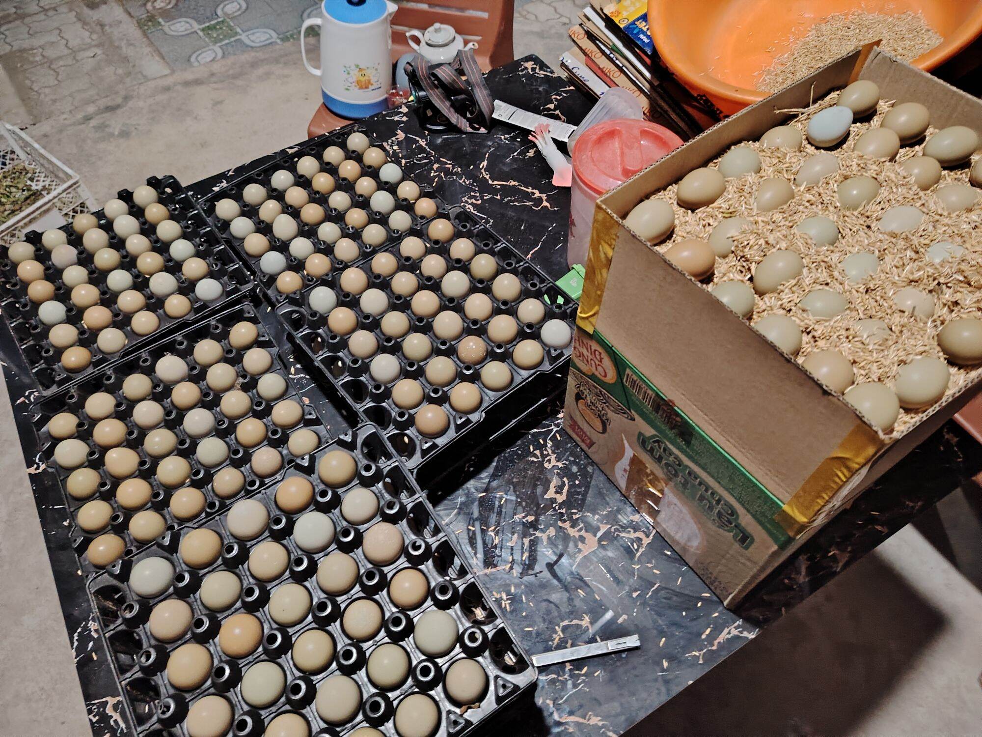 Trứng chim Trĩ giống combo 20 quả (Tỉ lệ có cồ cao)