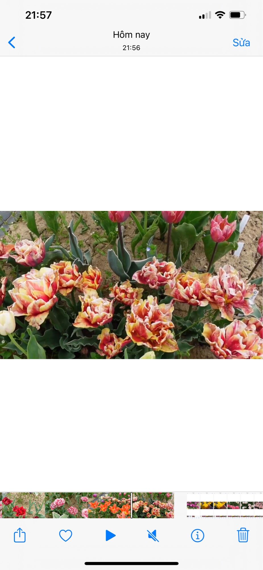 Hoa tuylip kép chuẩn tết(10 củ)