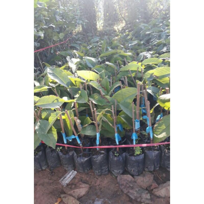 cây giống Na Dứa