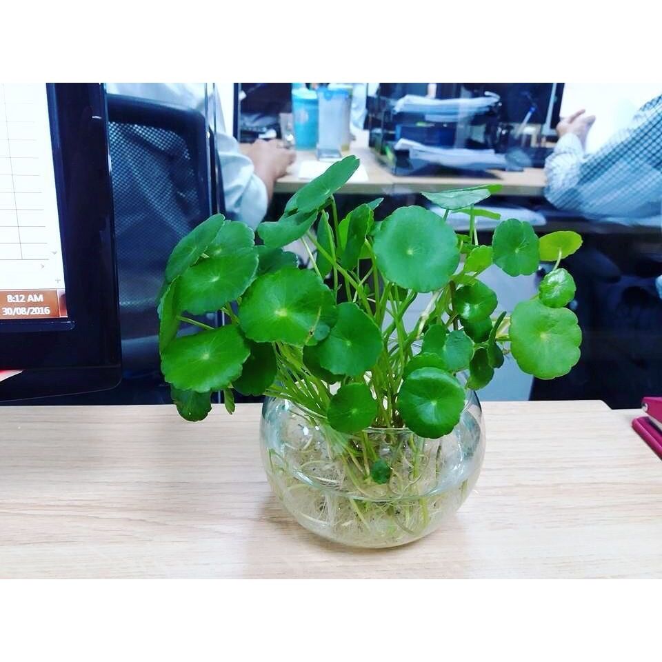 Cỏ đồng tiền trồng thủy sinh