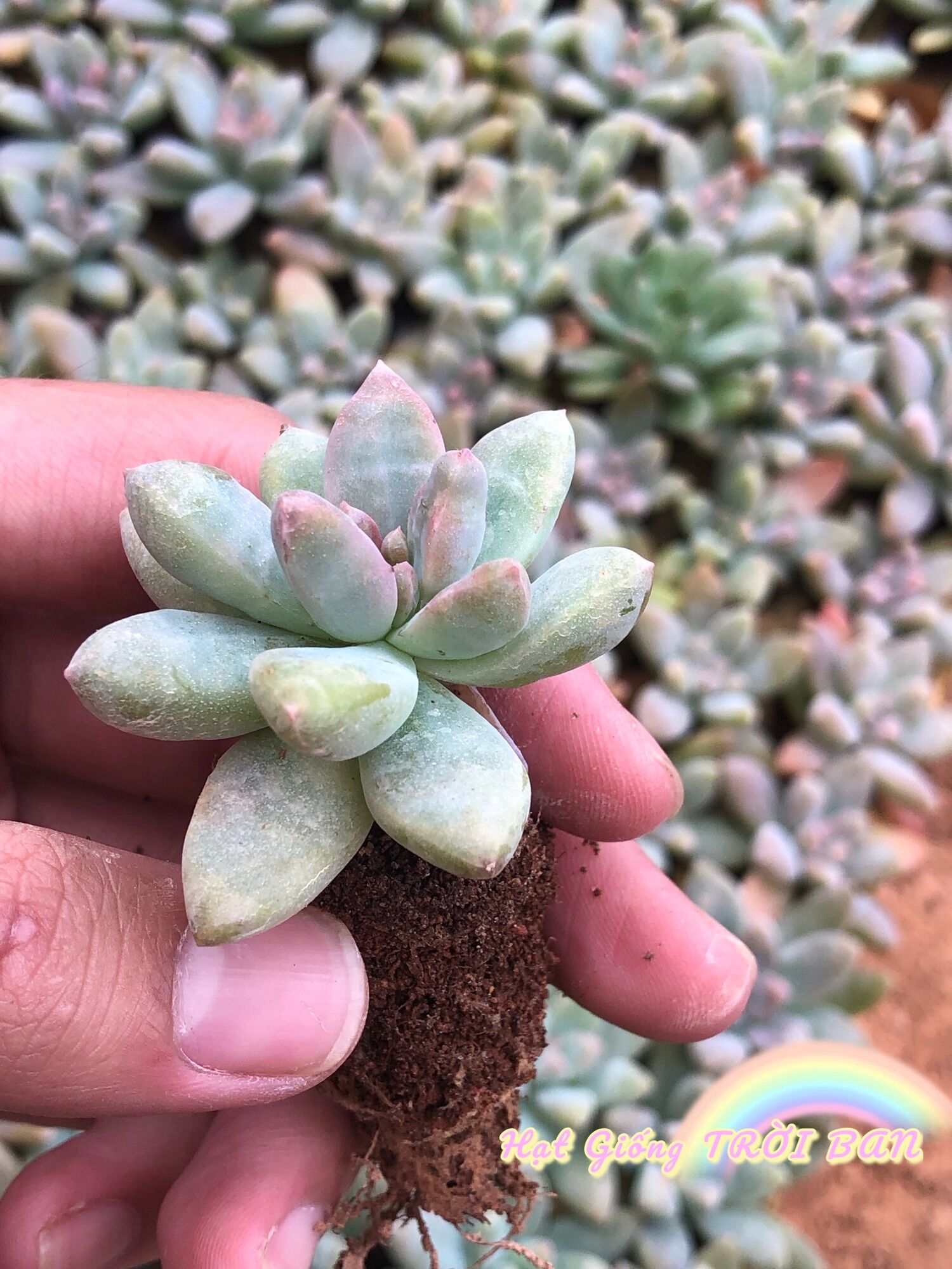 Sen đá pha lê lá dài 🥰🤩🤩🤩🤩🤩🥰🥰🥰🥰size mini 😘xuất vườn đà lạt 😍 đã thuần khí hậu 🤑 số lượng có hạn 🤫