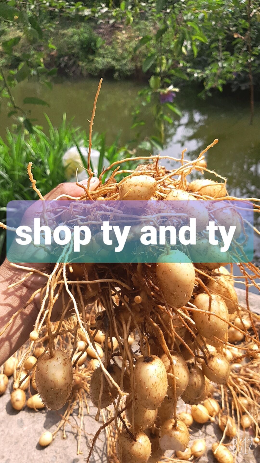 củ lùn giống  12 củ trồng
