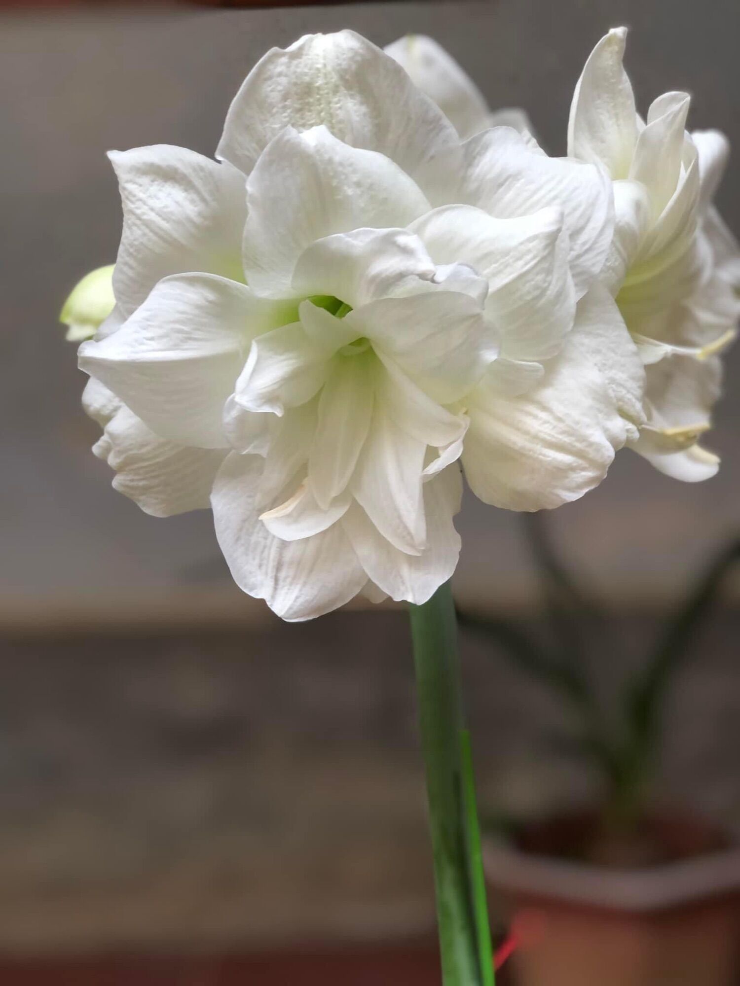 Hoa Huệ white peacock/ củ tầm 3-4 cm.