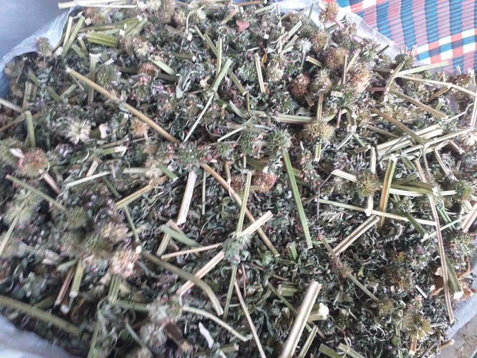 Cây ích mẫu khô (1kg)