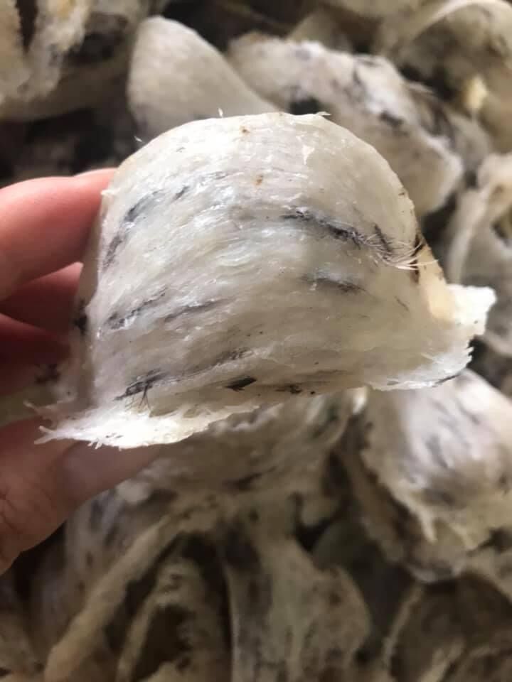 Tổ yến thô già gân tổ yến nhà nuôi nguyên chất lông ít dễ nhặt shop tặng phụ liệu chưng cất tổ yến nhíp từ 20gram