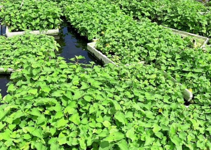 cây rau diếp cá trồng có bầu to