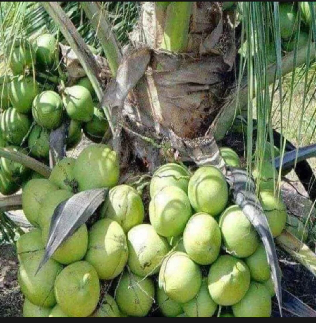 Cây Giống Dừa Sáp - Cầu Kè - Trà Vinh