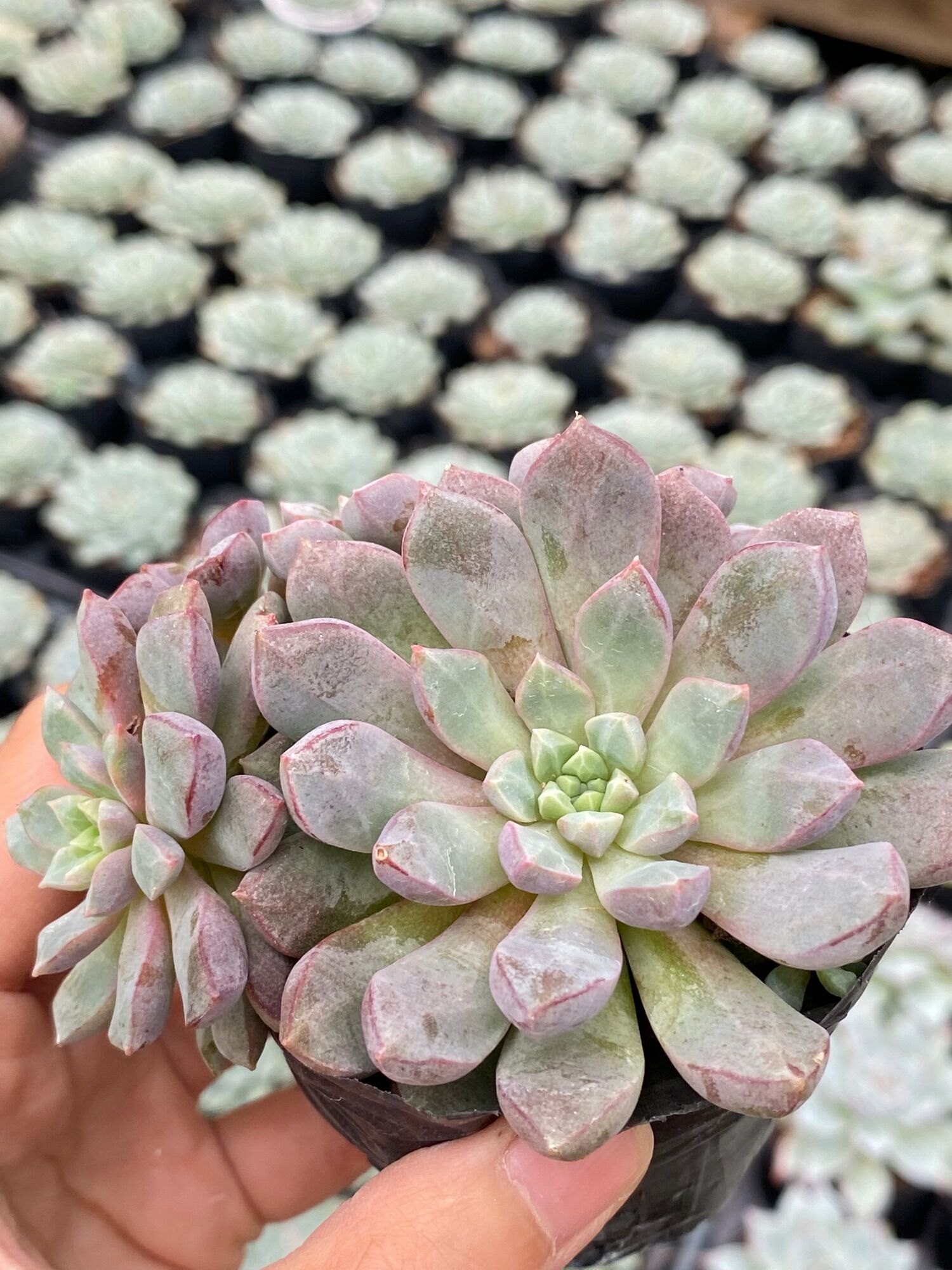 Sen đá Ruby tím size bầu 5cm Hư 1 Đổi 1