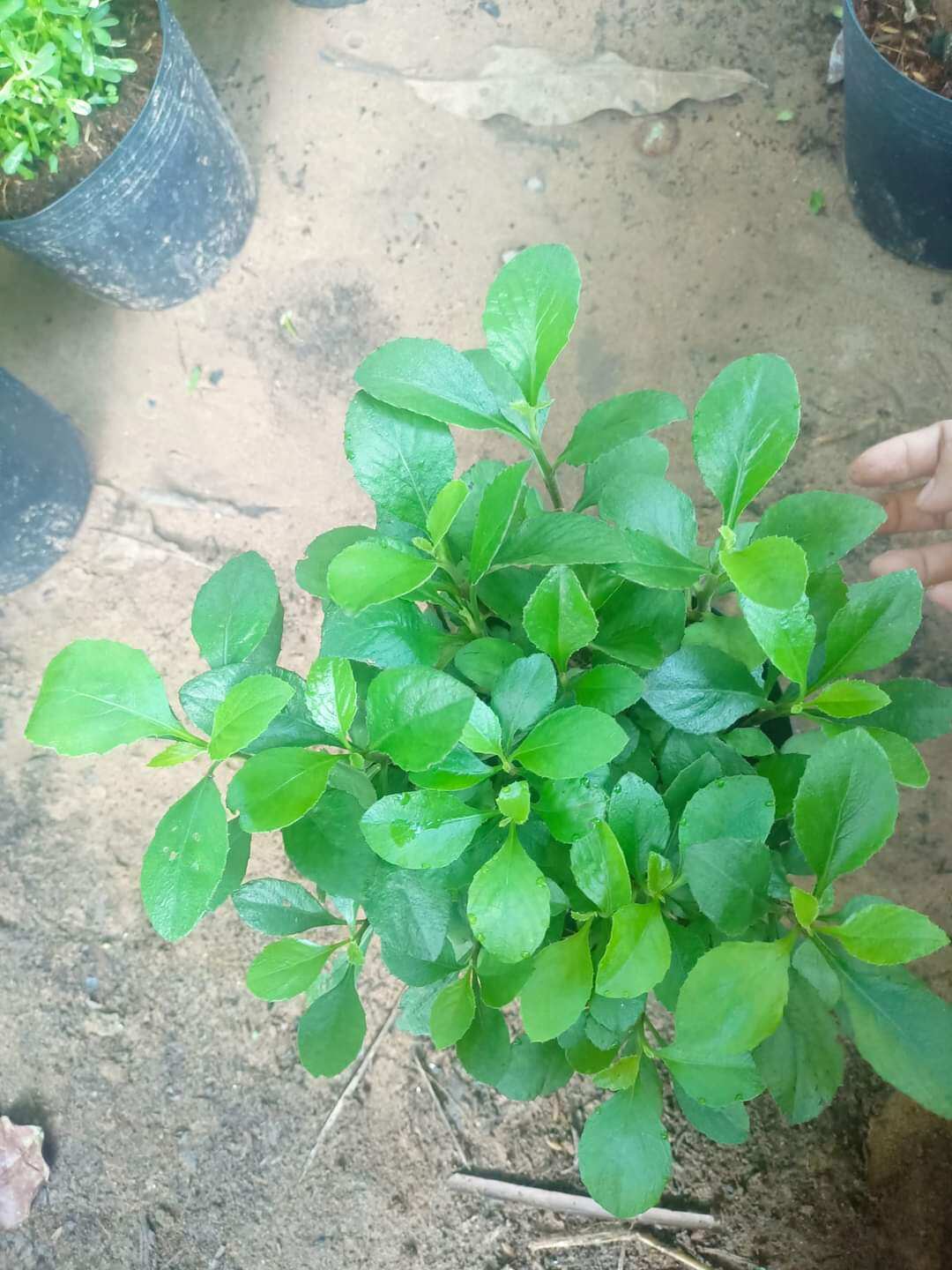 CÂY GIỐNG Chậu cải trời. rau vườn nấu canh chua hay luộc, ăn sống đều ngon