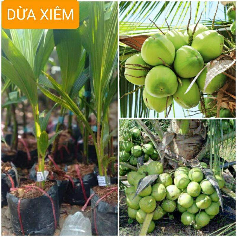Cây giống dừa xiêm lùn