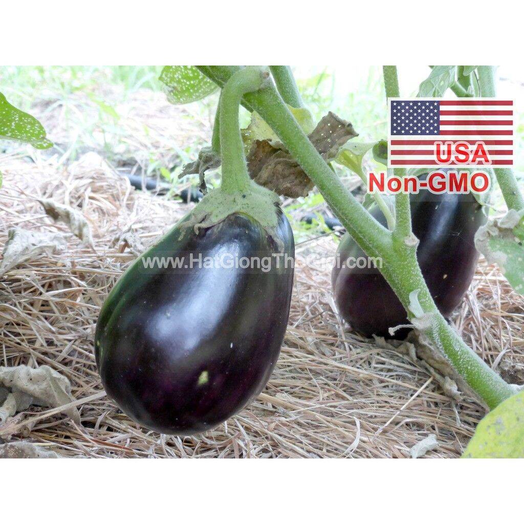 0.1 g hạt giống cà tím trứng usa (b1.101| c28*