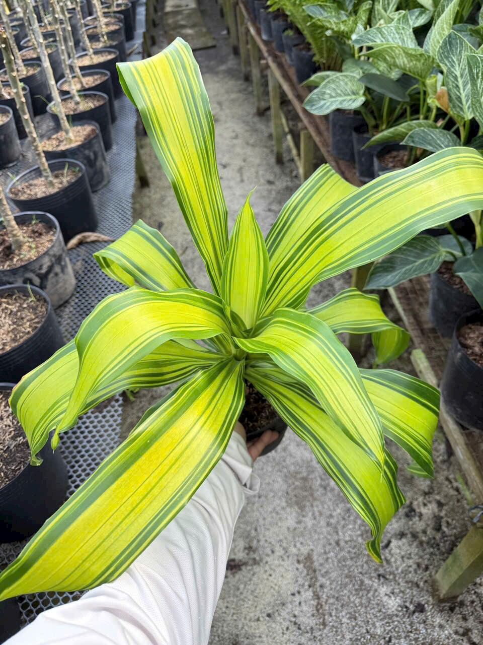 Cây 🌲 Phát Tài sọc mỹ