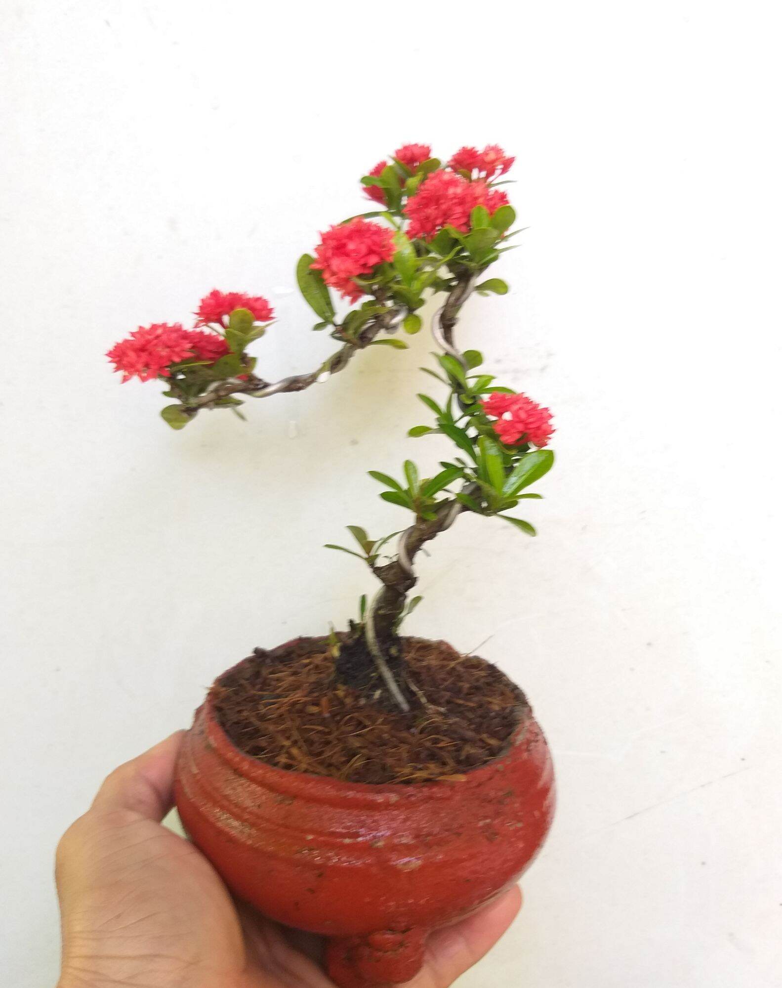 Trang Sen bonsai mini