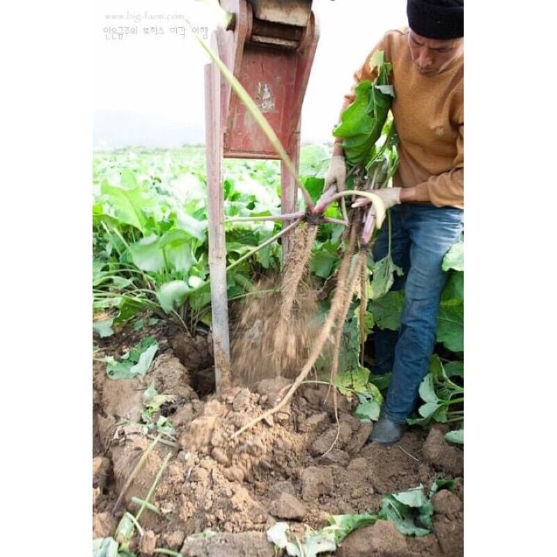 HAT GIỐNG NGƯU BÀNG HÀN QUỐC