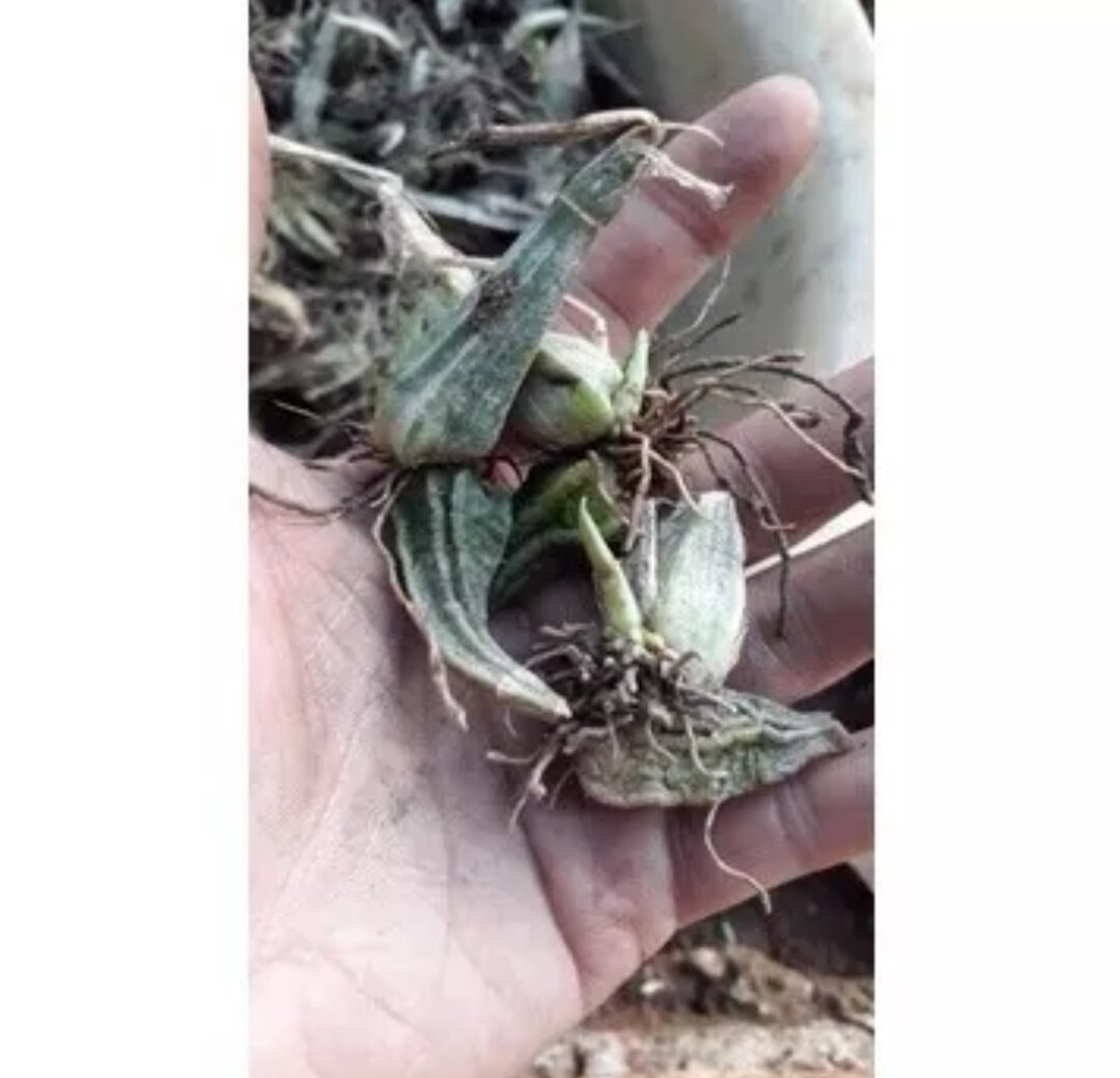 Củ Hoa Lan bầu rượu (2 củ)