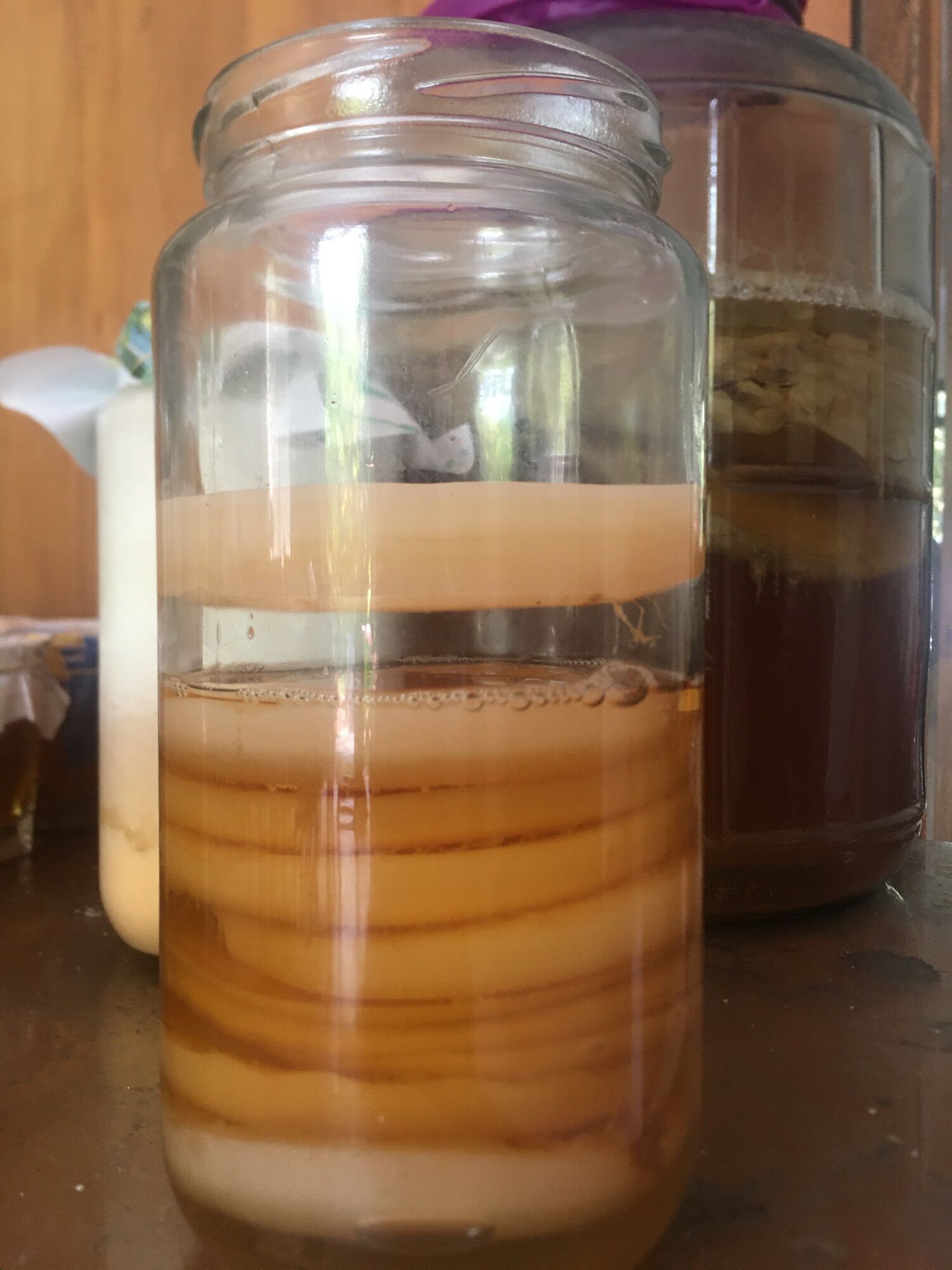 Scoby làm trà kombucha
