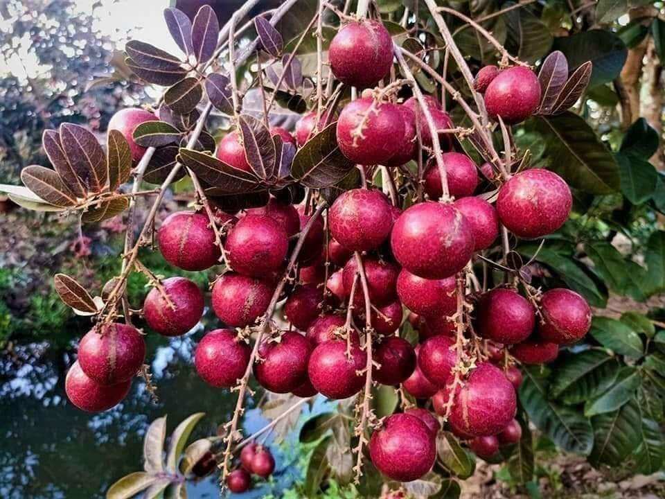 ( CÂY GIỐNG) cây nhãn tím cao hơn 80cm
