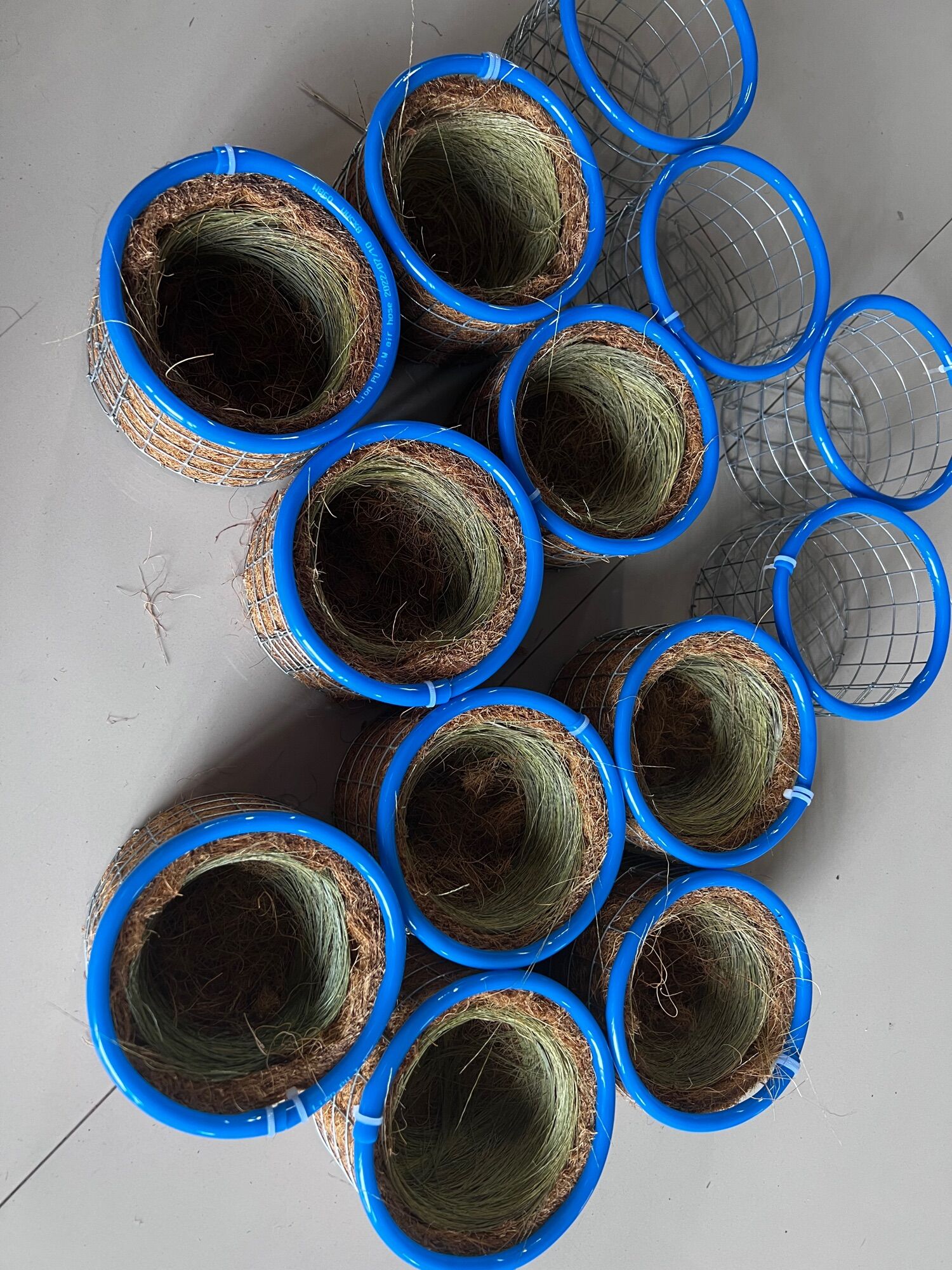 Tổ chim chào mào viền xanh