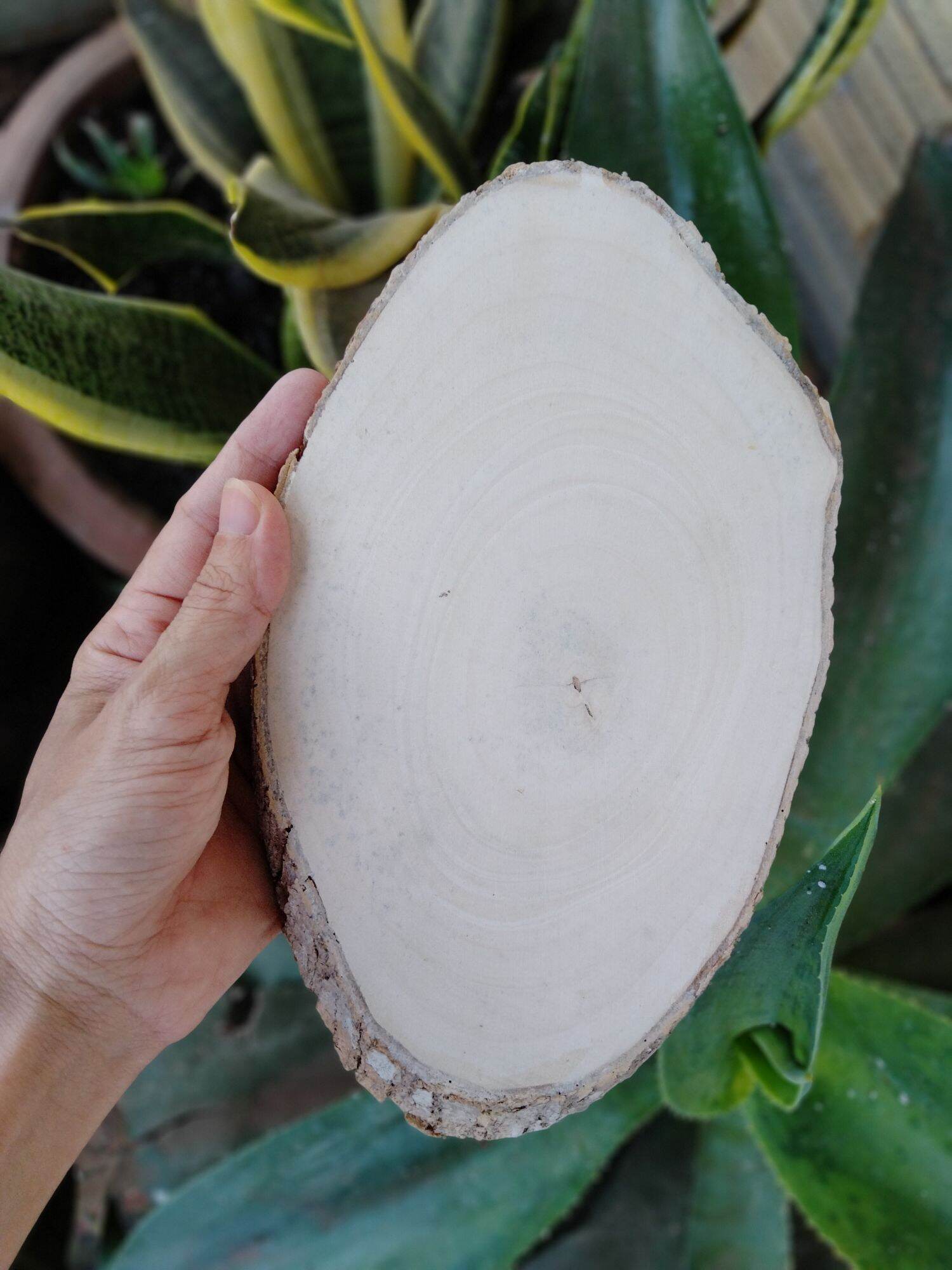 Lát gỗ trơn Decor trang trí 13-14cm