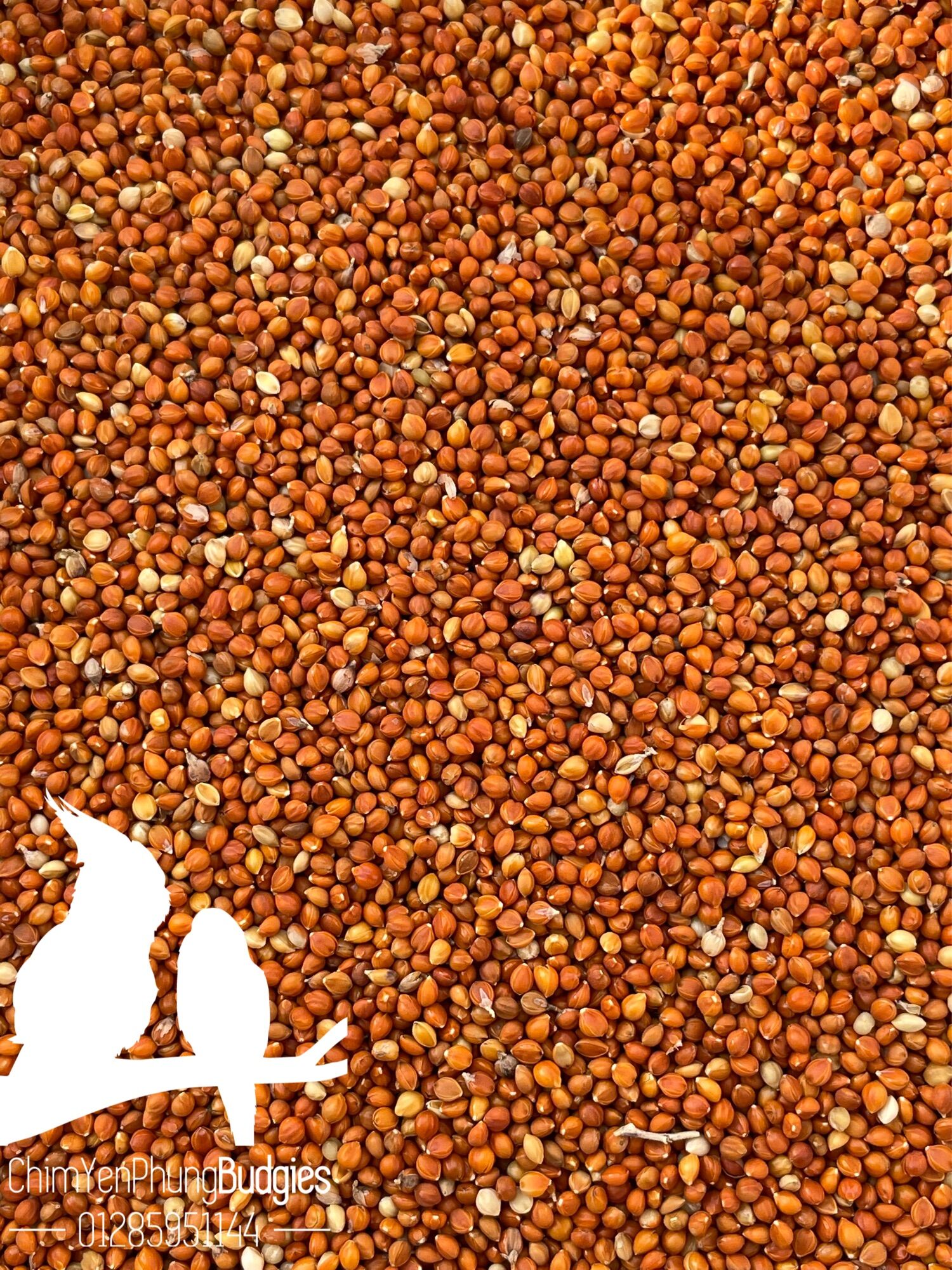 300g kê đỏ nhỏ cho chim cảnh.