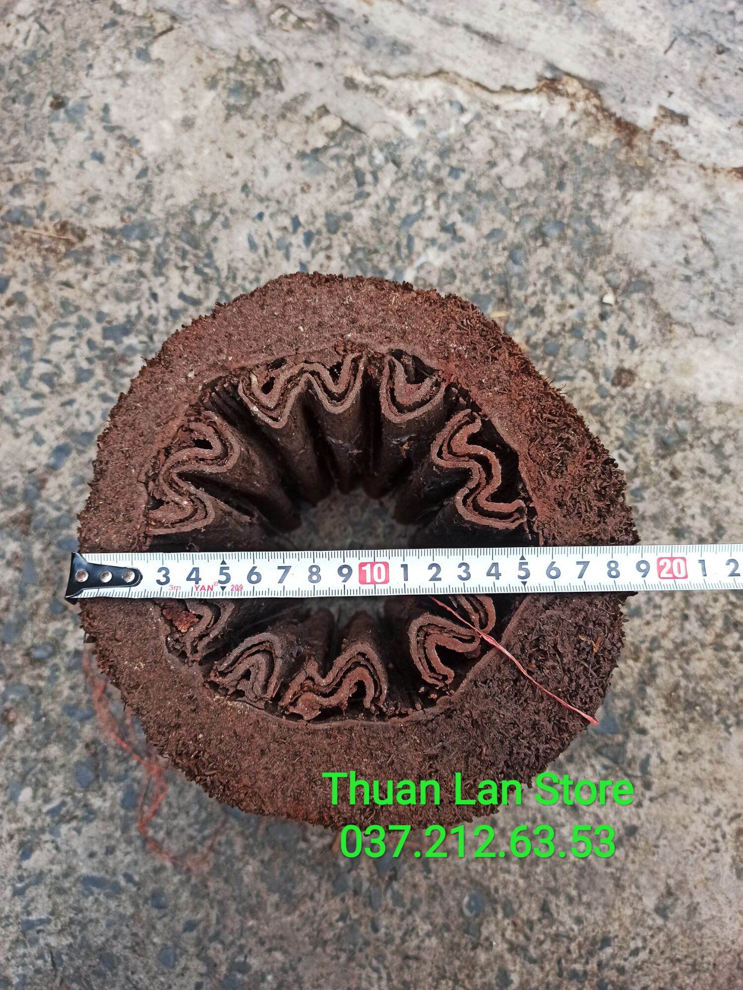 Dớn Trụ Trồng Lan Dày Đẹp Dài 20×20cm