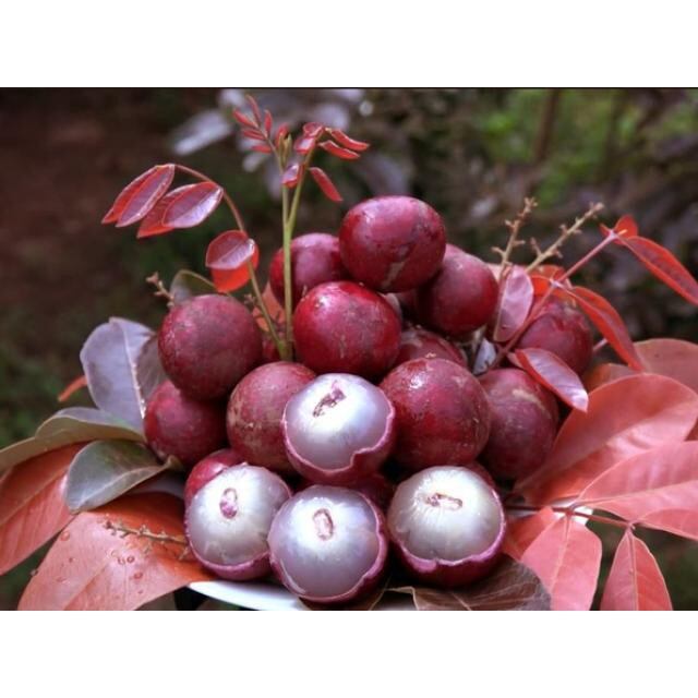 CÂY NHÃN TÍM GHÉP 1 NĂM CHO QUẢ