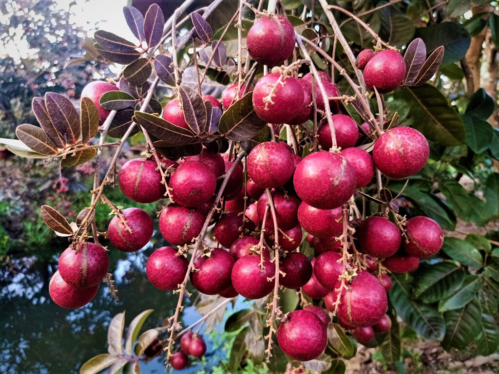 CÂY NHÃN TÍM GHÉP 1 NĂM CHO QUẢ