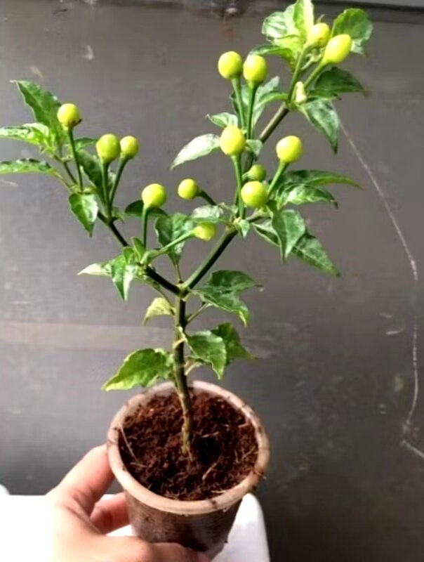 Combo 2 cây ớt Peru ĐỎ- VÀNG đang có hoa có quả ( chuẩn giống)