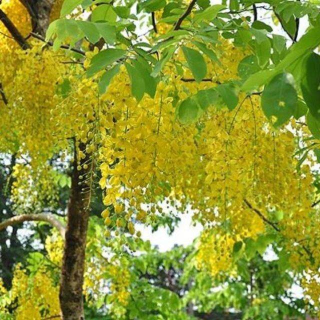 The Golden Osaka Tree Is 50-60cm Tall.