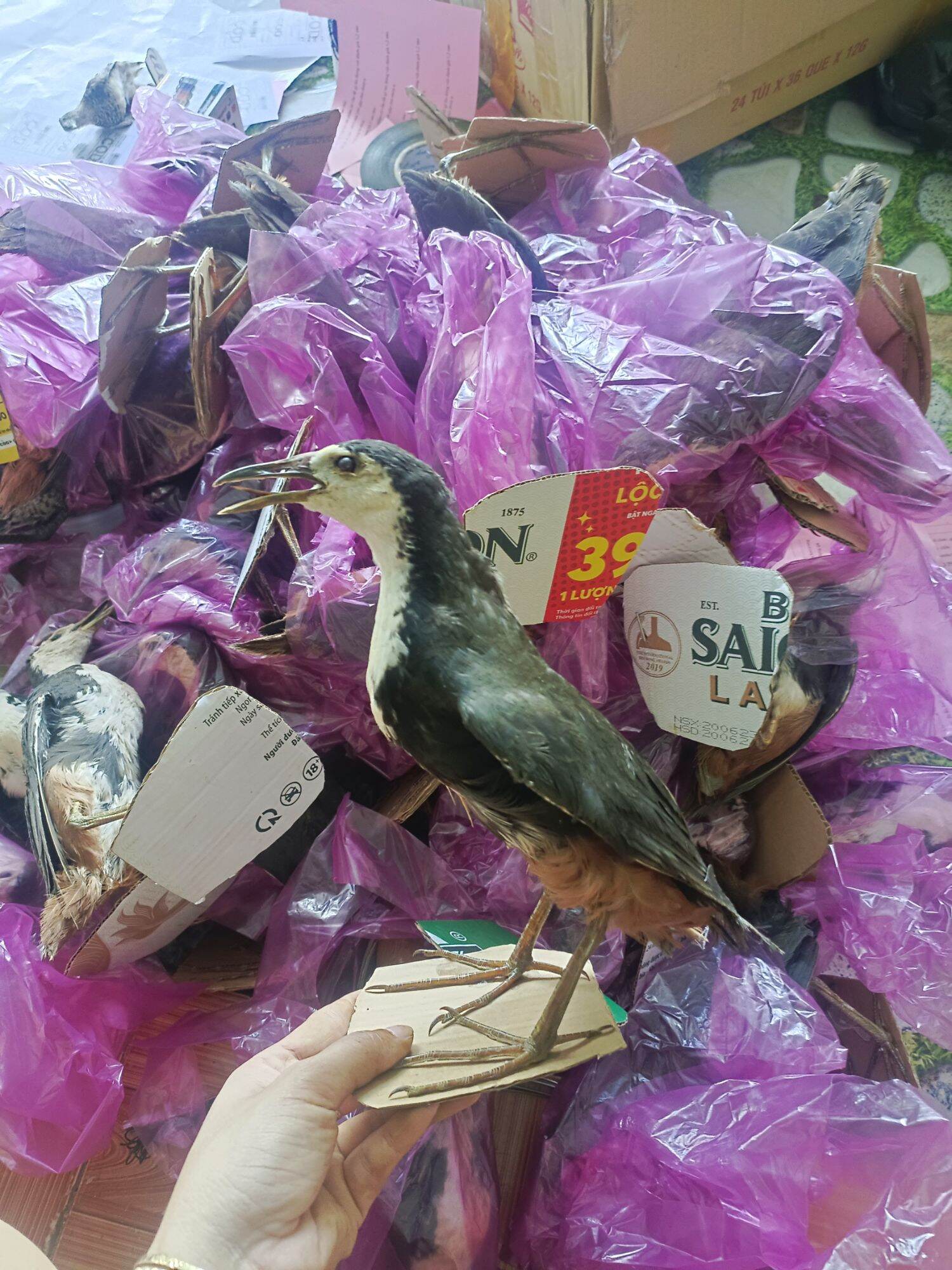 Quốc mồi giả hàng bơm keo