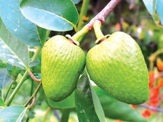 Trái Bình Bát Tươi Xanh, Combo 5Kg