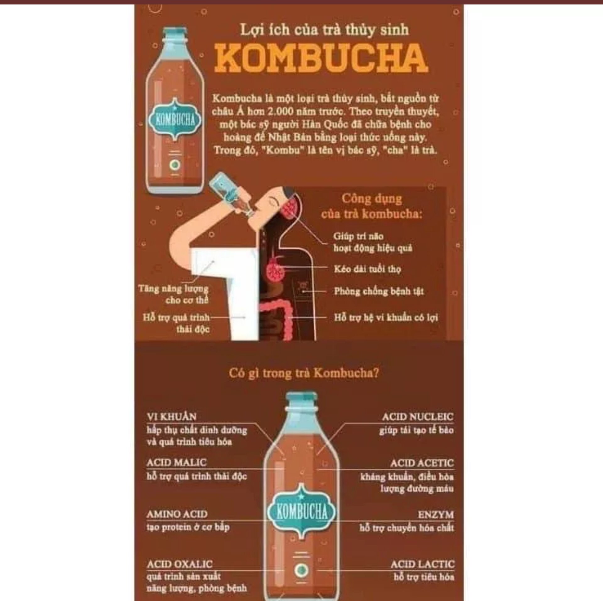 ComBo SCOBY/ KOMBUCHA Đầy Đủ Làm Trà Kombucha