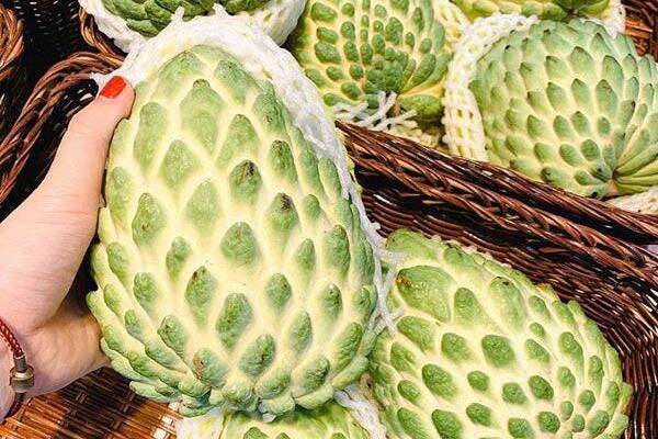Cây giống na sầu riêng